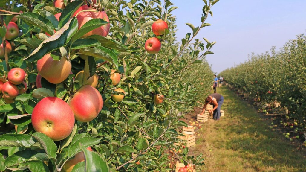 Visit Skytop Apple Orchard North Carolina